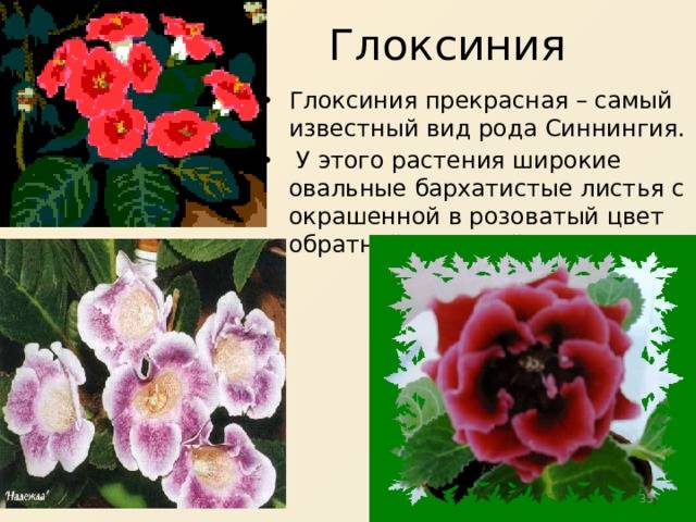 Глоксиния: уход в домашних условиях, разведение, советы по выращиванию и описание с фото - sadovnikam.ru