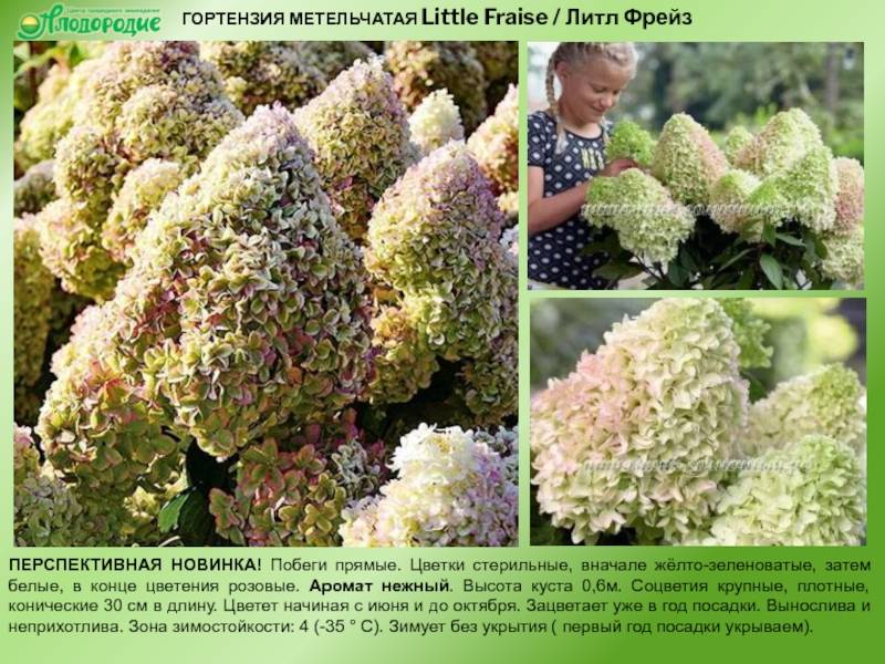 Гортензия метельчатая: полное руководство по выращиванию цветка
