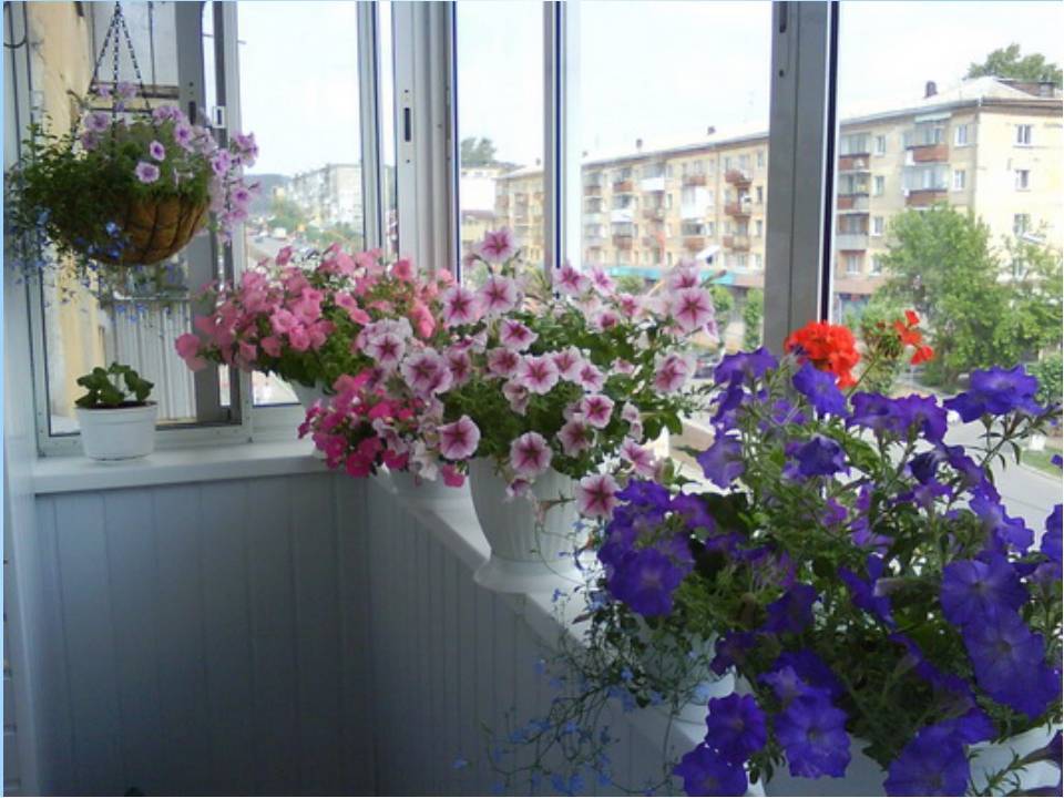 Как правильно выращивать из семян и черенков петунию на балконе