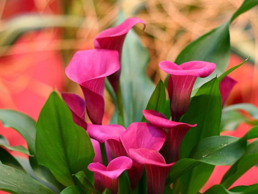 Цветок калла в горшке: посадка и уход в домашних условиях