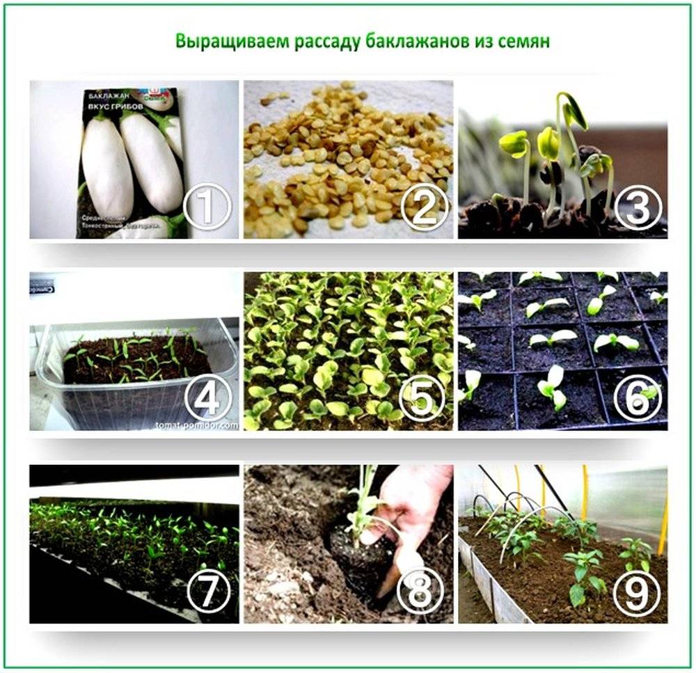 Как вырастить лук из семян: обработка семян, подготовка грунта к посадке, нюансы посадки и ухода - sadovnikam.ru