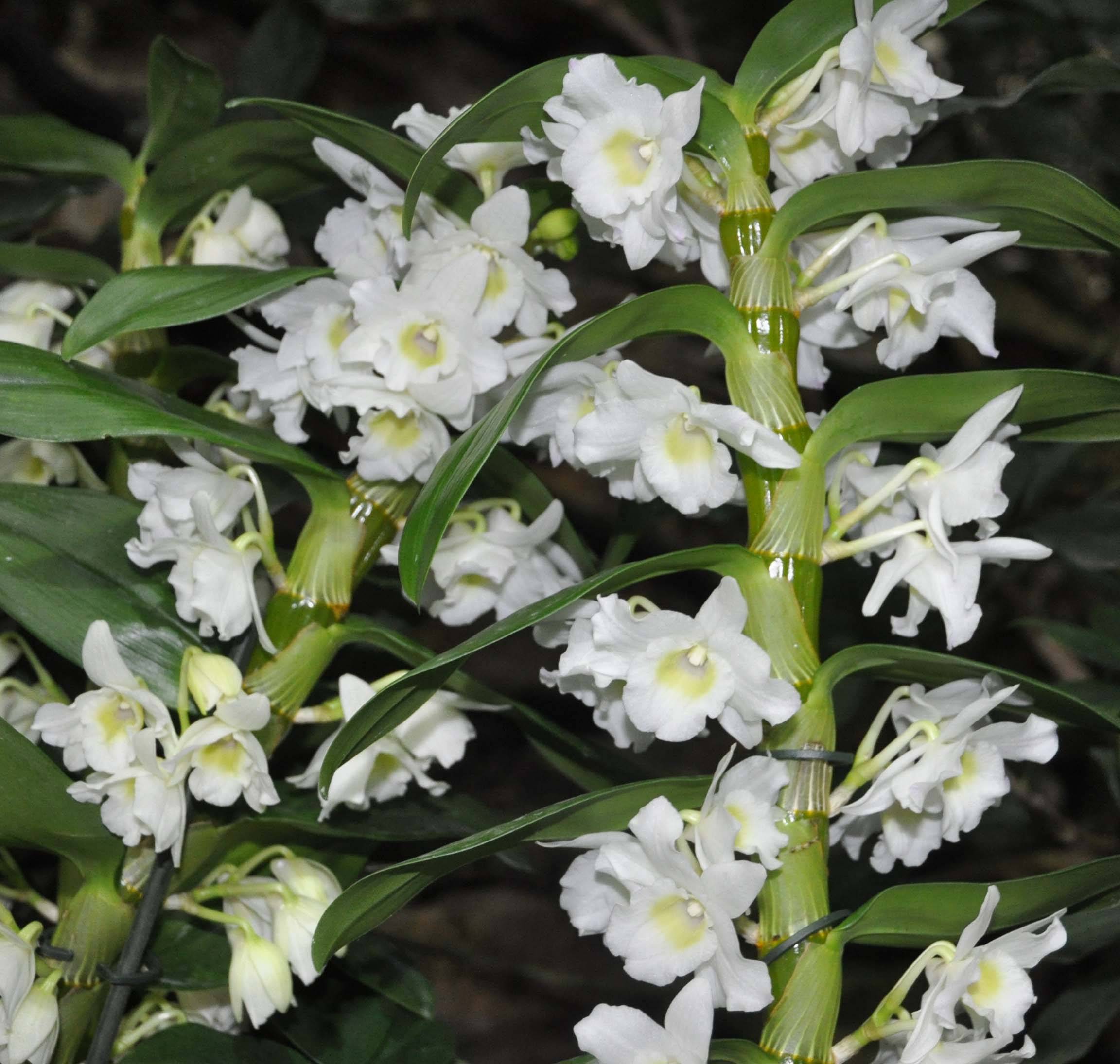 Виды орхидей: общая классификация и названия сортов orchidfan.ru