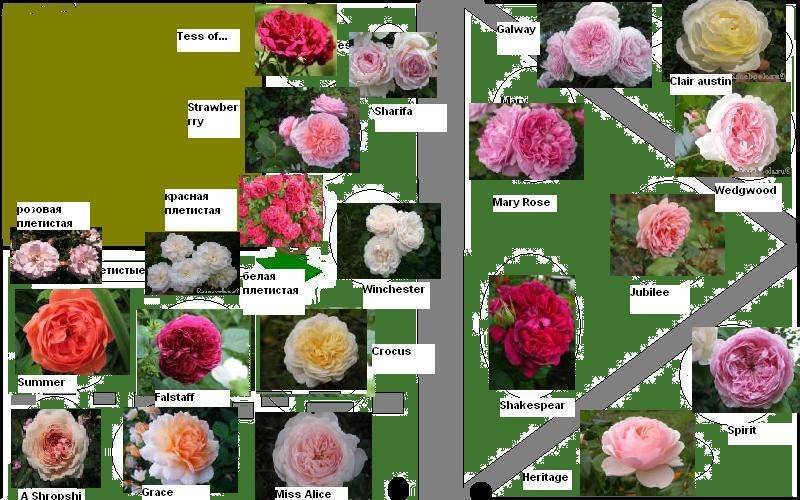 Розы шрабы - что это такое, описание, посадка, уход, сорта и отзывы