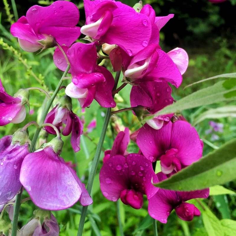 Как вырастить душистый горошек - любимый цветок английских садоводов