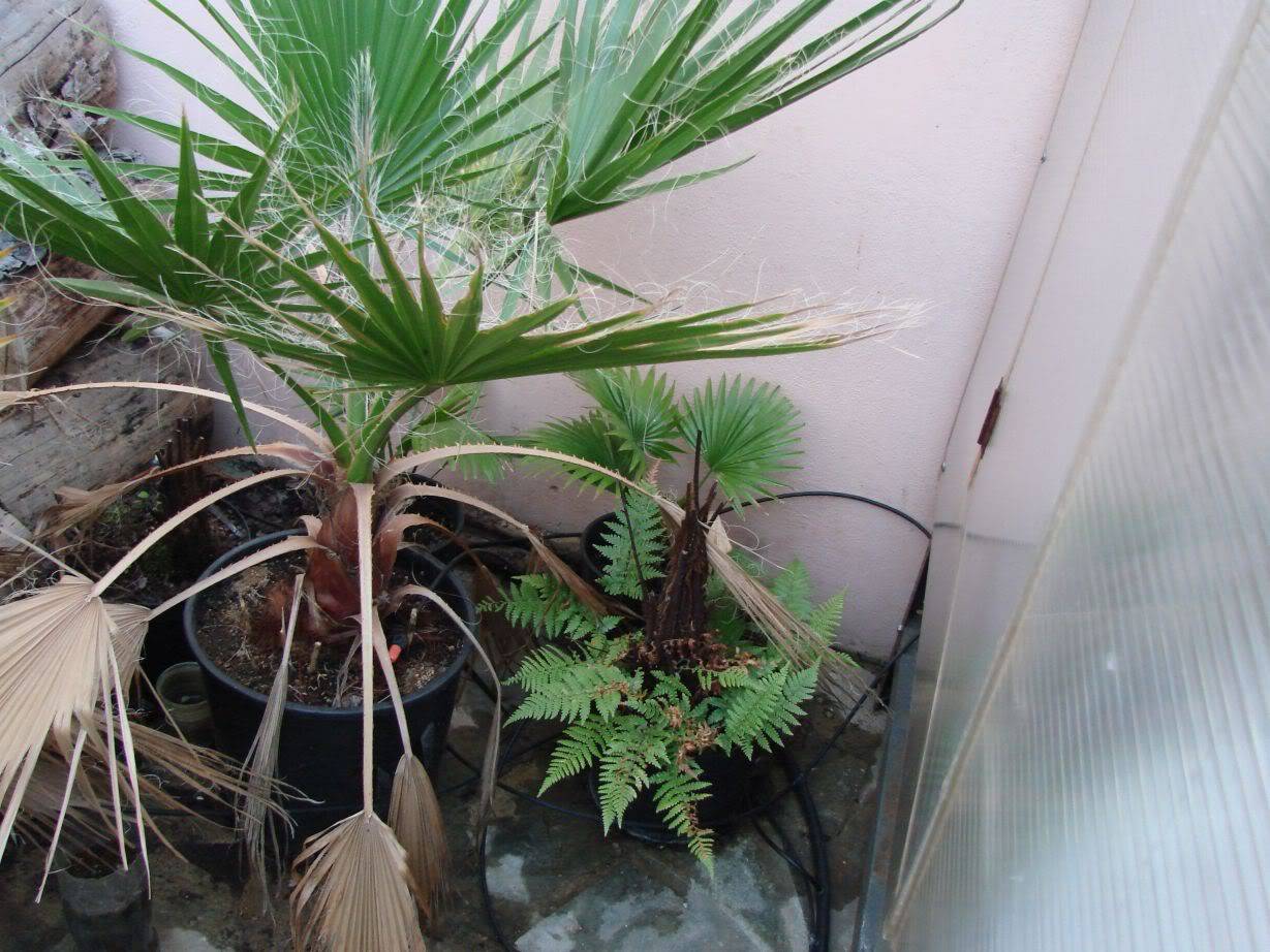 Пальма ливистона: 5 видов с фото и уход в домашних условиях