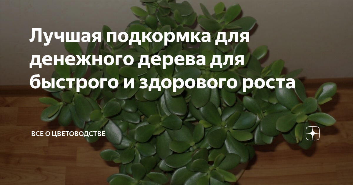 Денежное дерево: уход и выращивание в домашних условиях - sadovnikam.ru