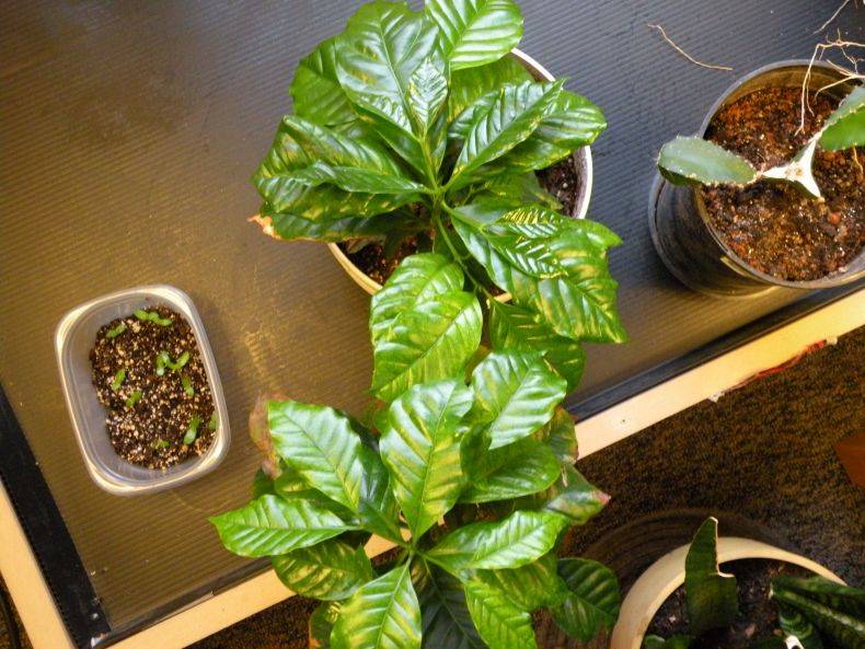 Комнатное растение кофе арабика: уход и выращивание