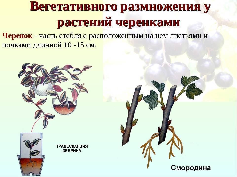 Белопероне - выращивание комнатного хмеля