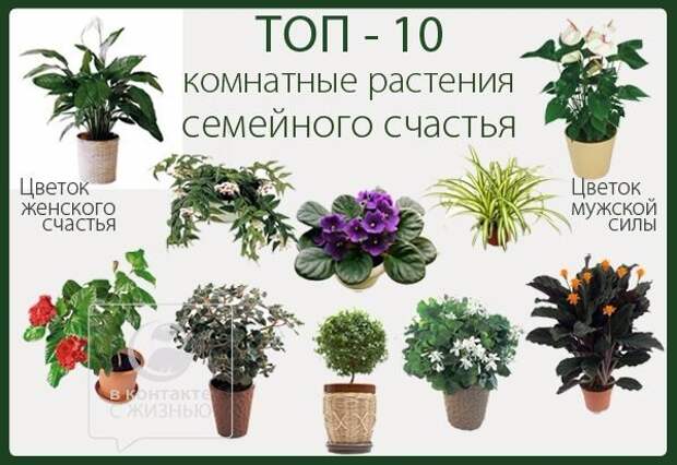 Домашние цветы: каталог комнатных растений с фото и названиями