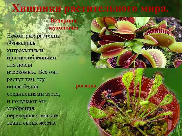 ✅ венерина мухоловка (дионея): уход в домашних условиях, фото, как вырастить и чем кормить хищный цветок