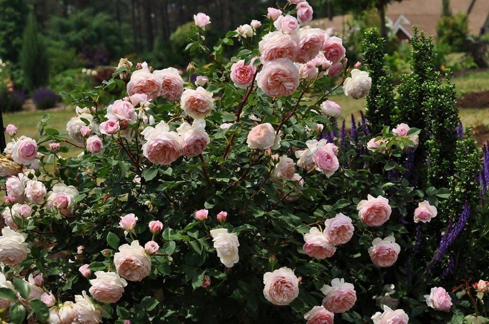Описание английской сортовой розы вильям моррис: выращивание плетистого цветка