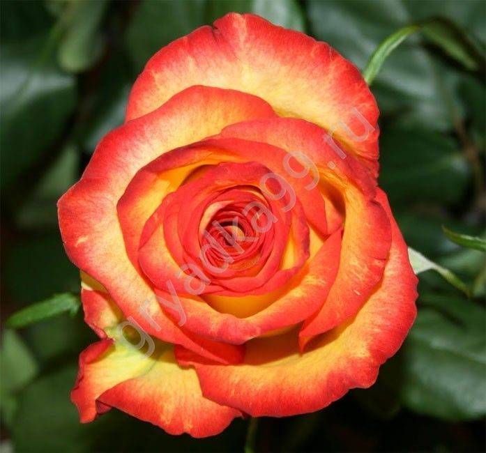 Роза хай мэджик: описание сорта, фото растения, отзывы
