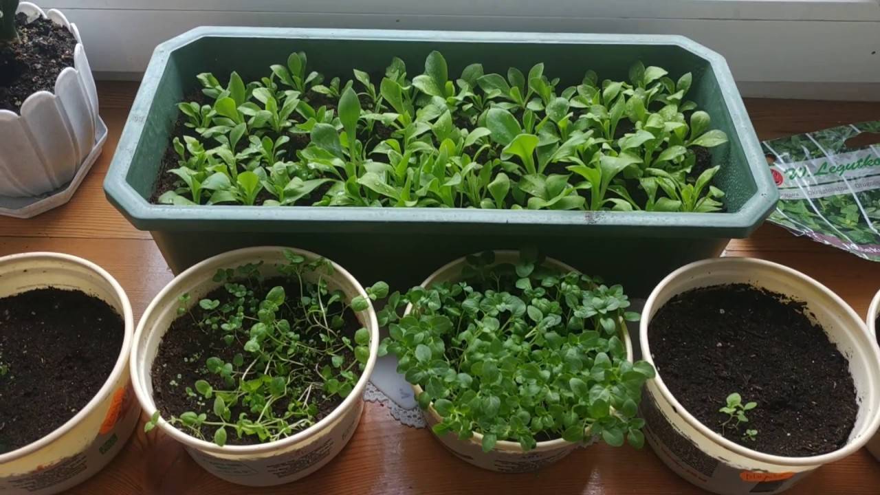 Мята на подоконнике: как вырастить из семян и черенков, уход в домашних условиях