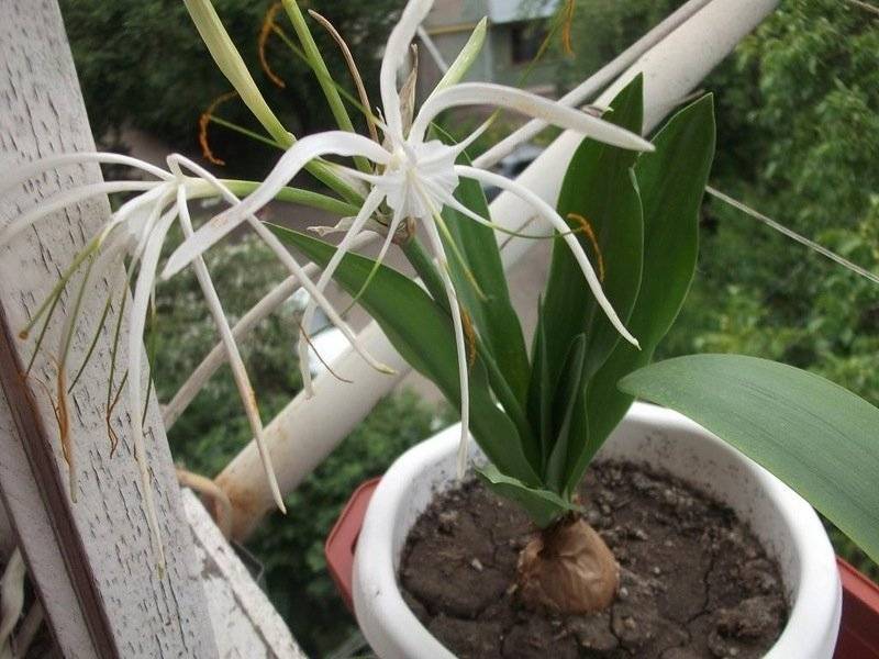 Гименокаллис: выращивание цветка в саду