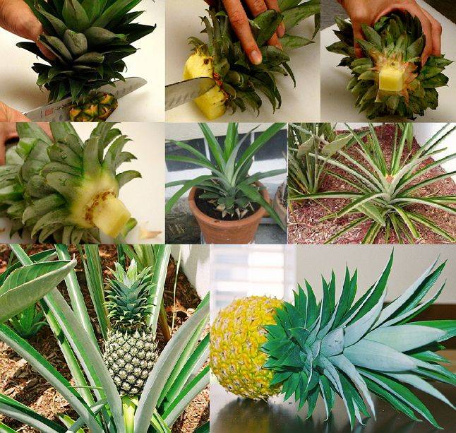 Как вырастить ананас в домашних условиях из верхушки, из семян