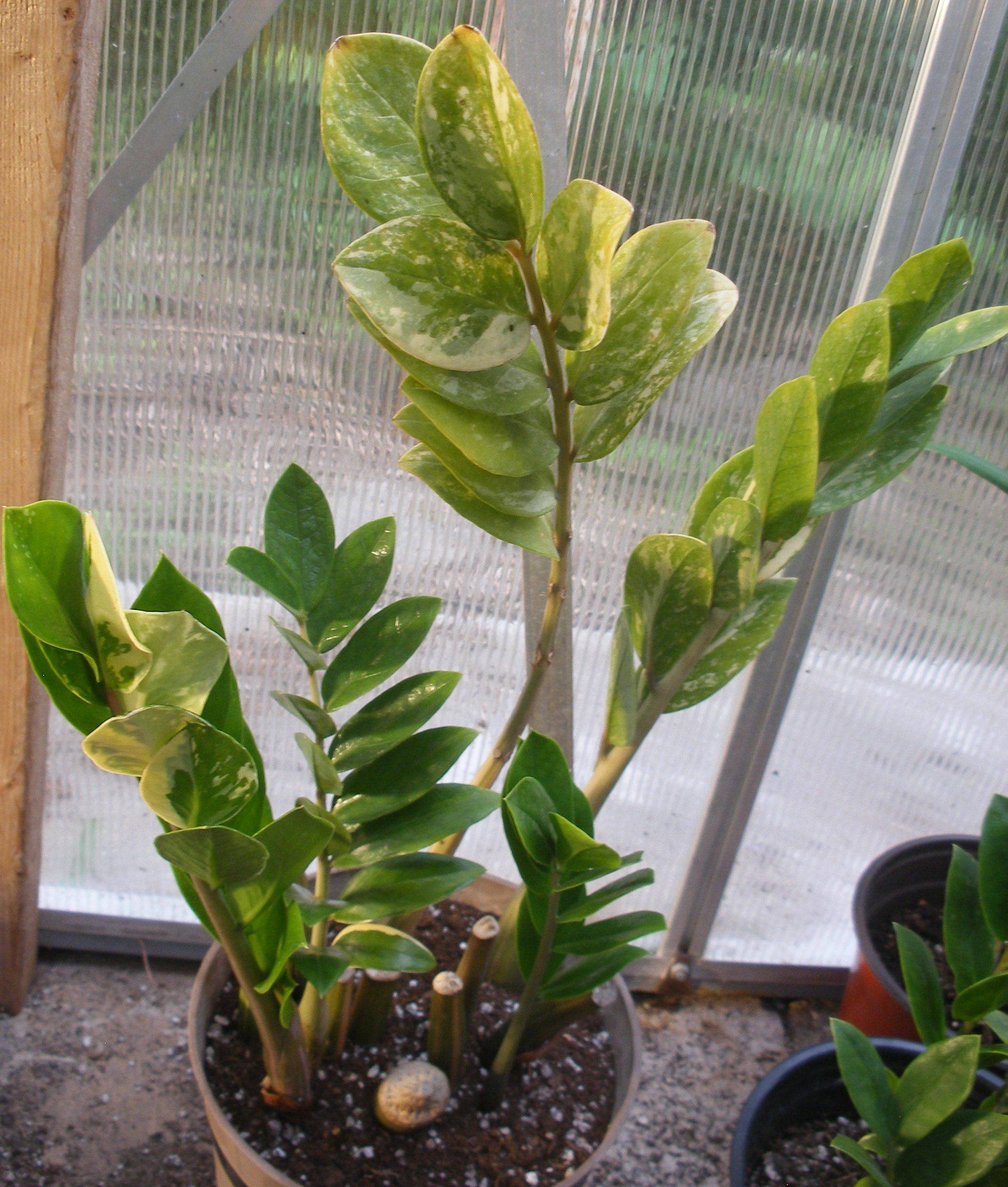 Замиокулькас (долларовое дерево): уход в домашних условиях, фото комнатного цветка