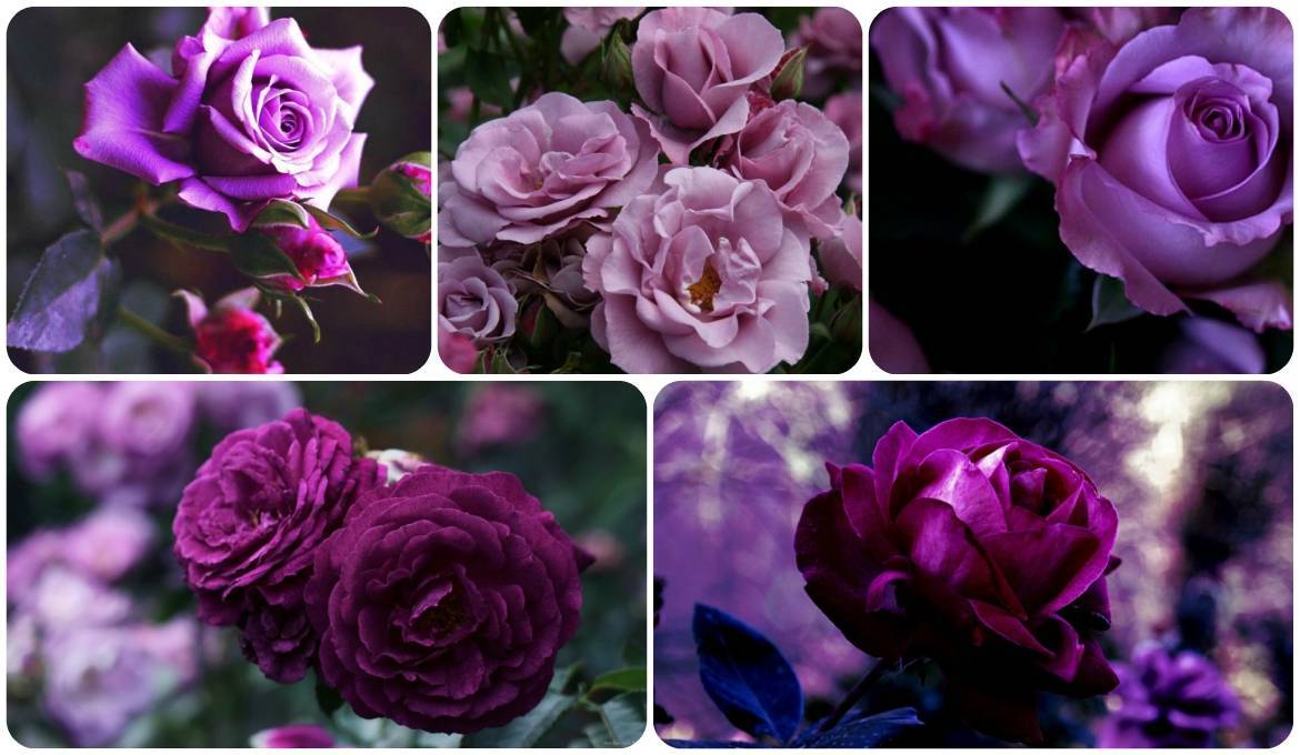Фиолетовые розы - фото, сорта с названием и описанием царственная роскошь фиолетовых роз в вашем саду