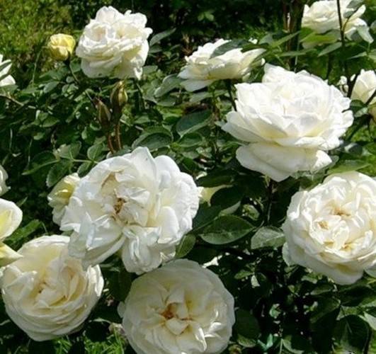 Канадские розы – 20 сортов с фото и описанием | огородникам инфо