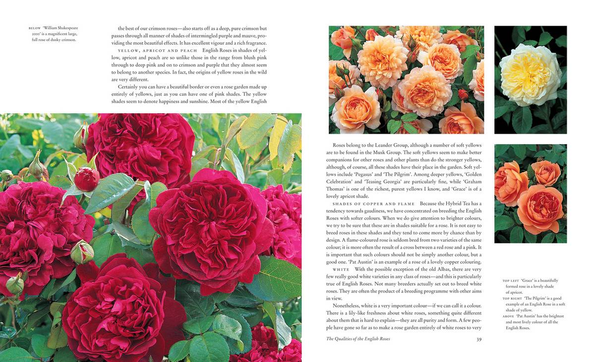 Роза шраб: сорта, уход и выращивание в саду, вредители