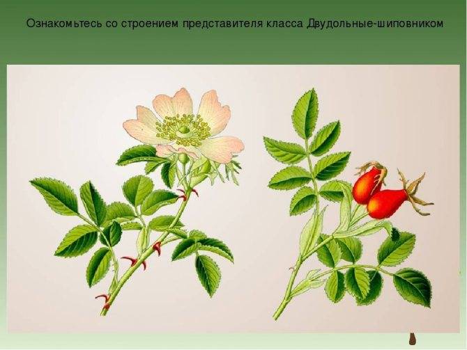 Отличия розы и шиповника: что делать если роза превратилась шиповник