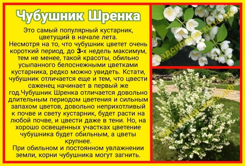 ✅ почему не цветёт жасмин комнатный: что делать, если растение даёт только листву, как заставить цвести - tehnoyug.com