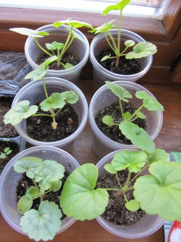 Пеларгония из семян в домашних условиях: выращивание и уход