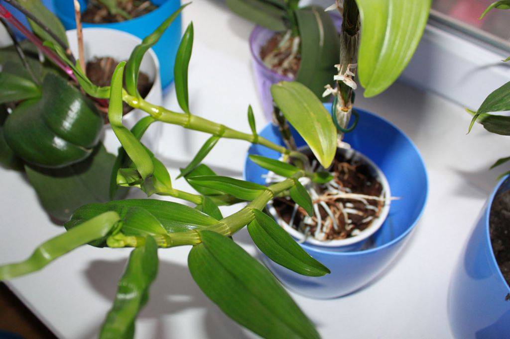 Уход за орхидеей дендробиум в домашних условиях: как поливать и ухаживать, почему желтеют листья и что делать, если растение не цветёт, фото и видео разновидности dendrobium