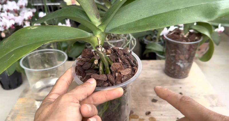 Как пересадить орхидею правильно? 125 фото и видео урок по пересадке орхидеи
