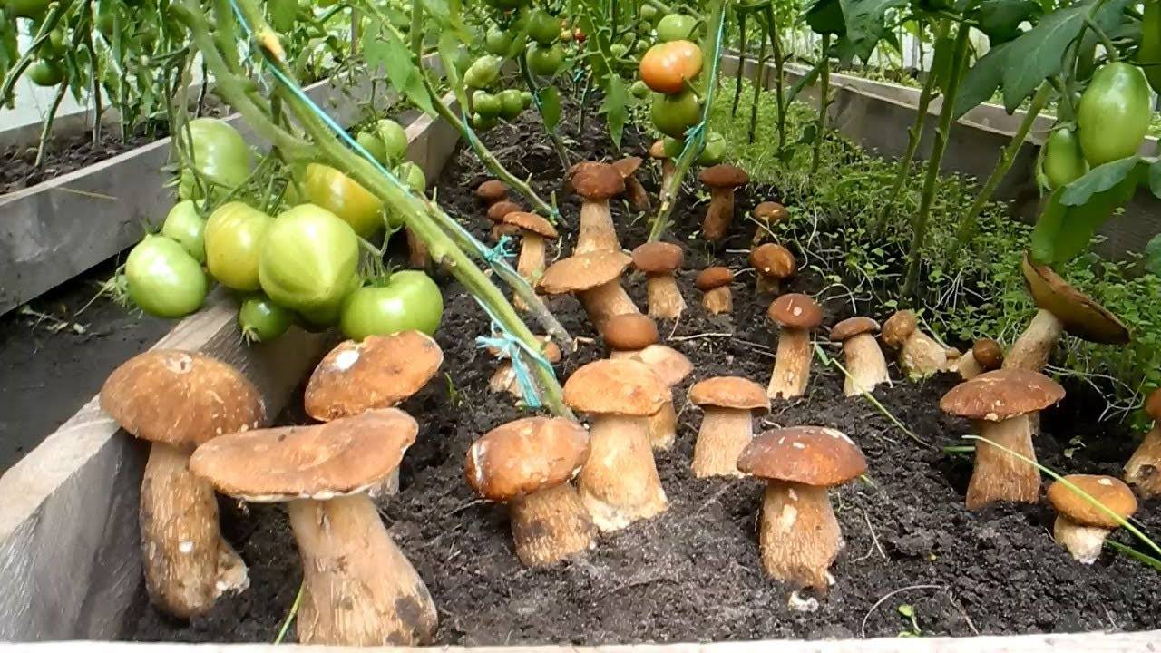 Выращивание грибов на даче и в огороде: условия для посадки и уход