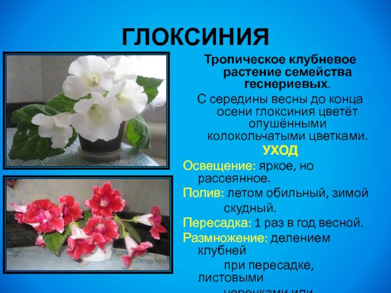 Глоксиния: уход в домашних условиях, разведение, советы по выращиванию и описание с фото - sadovnikam.ru