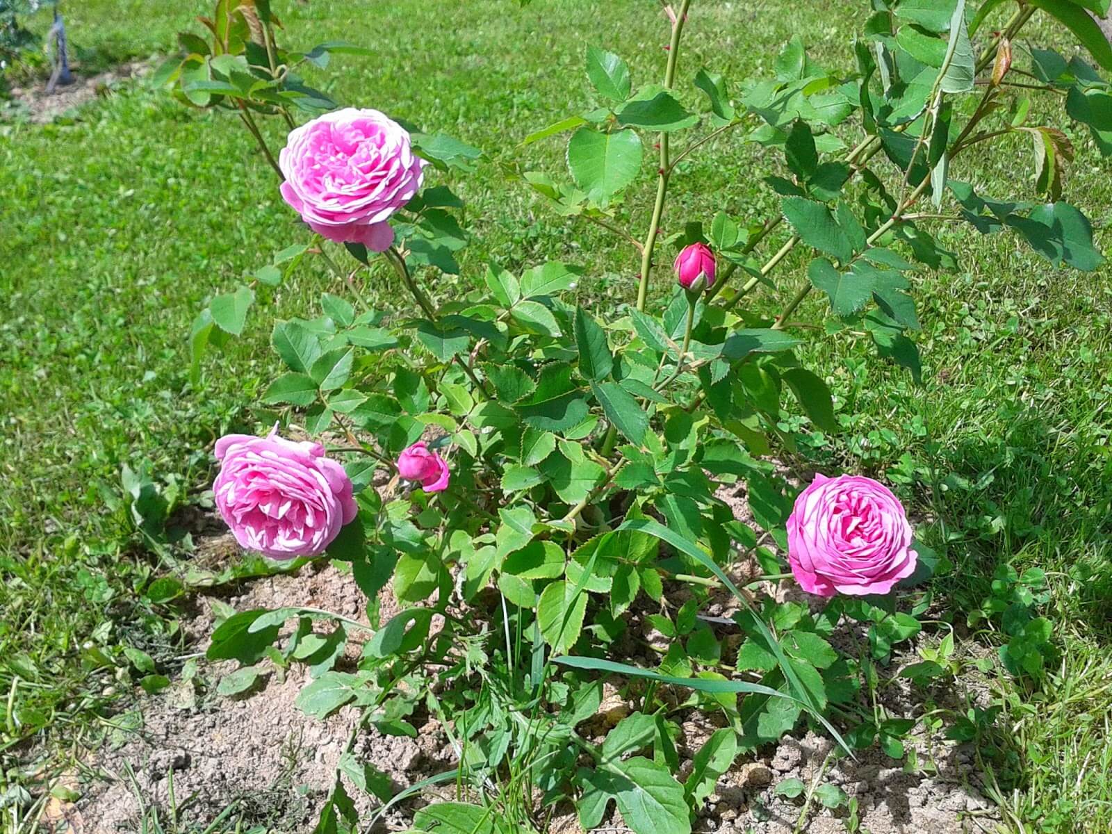 О розе луис одьер (louise odier): описание и характеристики сорта парковой розы