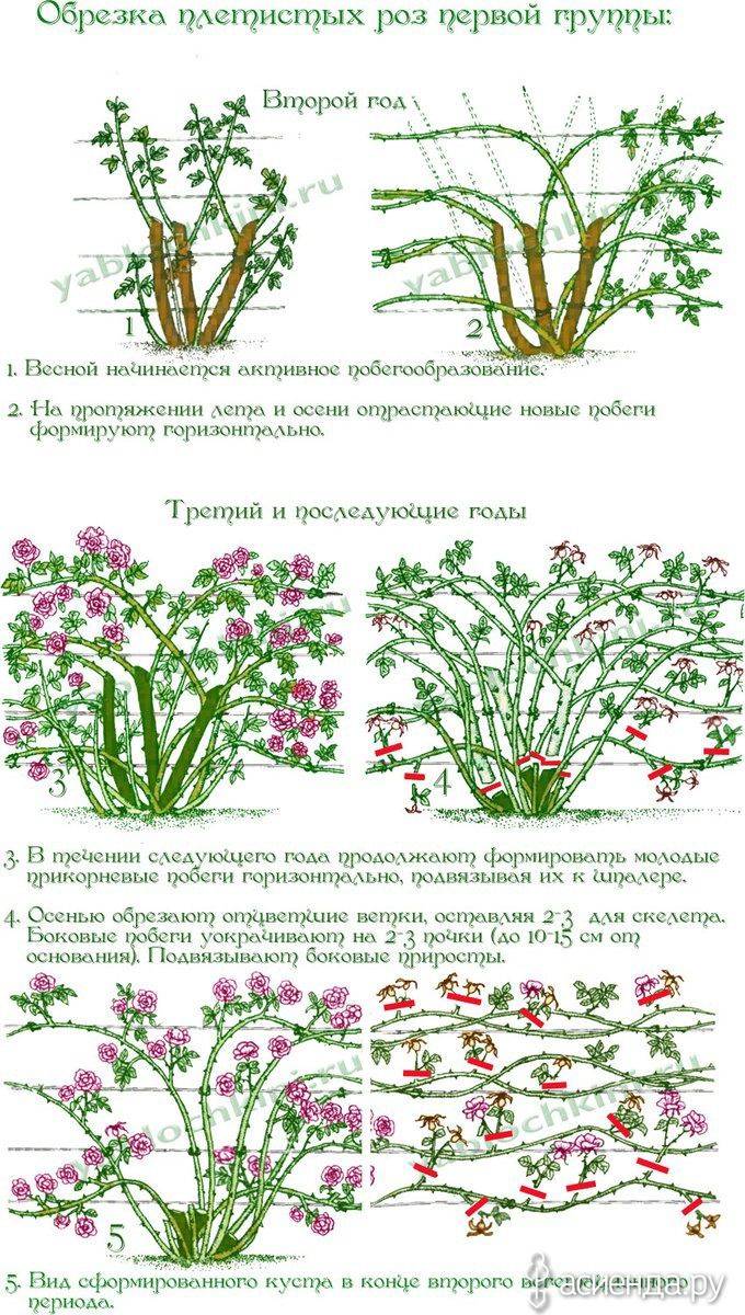 ✅ о розе giardina: описание и характеристики, выращивание сорта плетистой розы - tehnomir32.ru