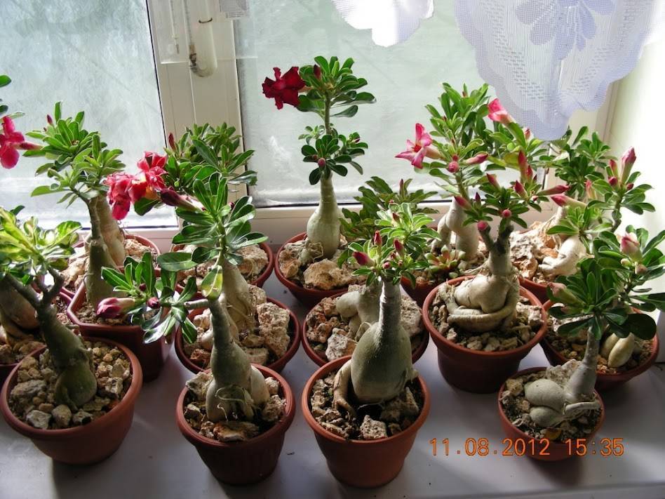 Адениумы - уход в домашних условиях, выращивание цветка из семян
