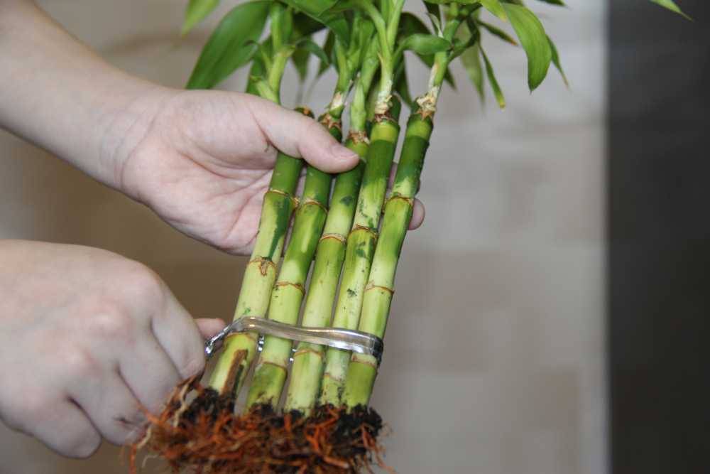 Бамбук в домашних условиях