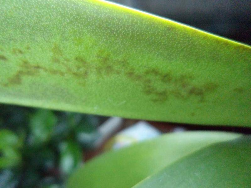 Белые пятна на листьях орхидеи: от чего могут появиться белые и черные точки, что делать с фаленопсисом и как устранить светлые ожоги, лучшие способы лечения