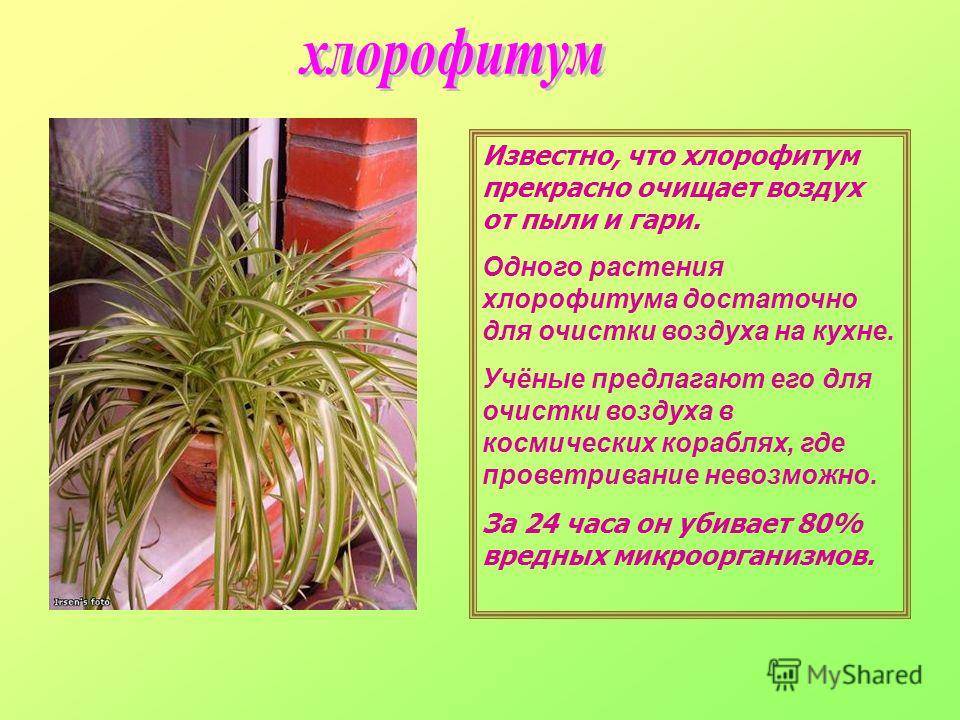 Хатиора: уход в домашних условиях за неприхотливым экзотическим кактусом