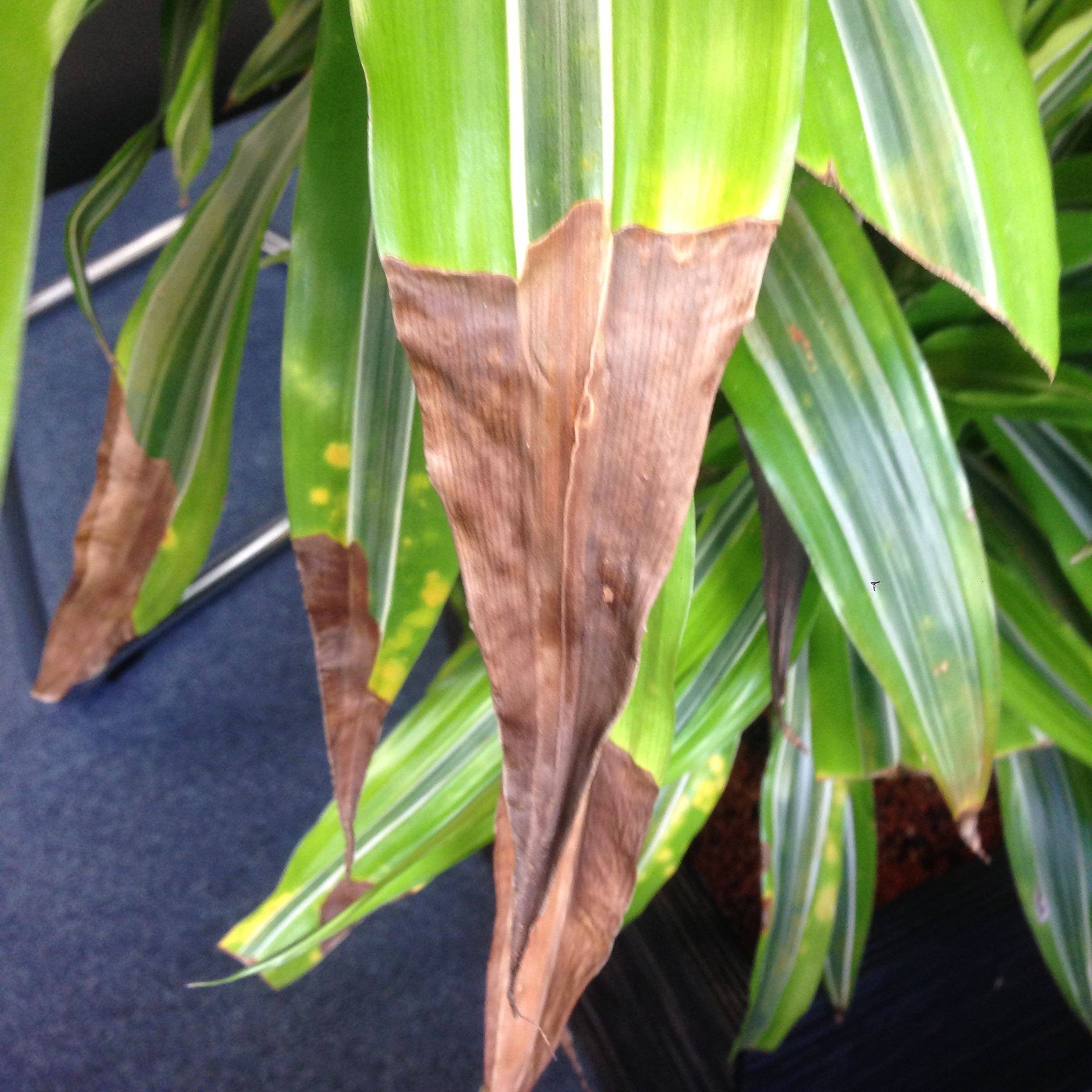 Почему сохнут кончики листьев у комнатных растений? фото — ботаничка