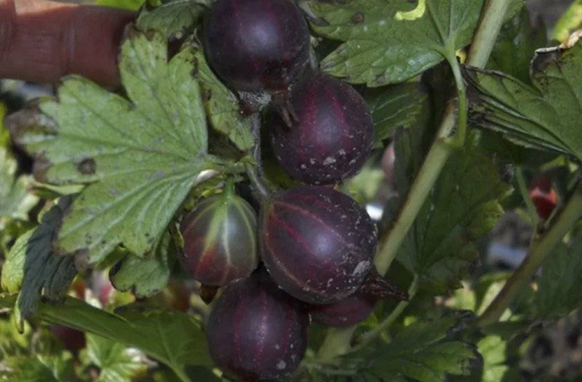 Черный крыжовник: описание сорта, выращивание и уход, обрезка, размножение