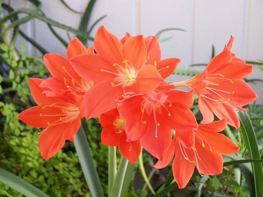 ✅ цветок валлота: советы по уходу за комнатным растением - сад62.рф