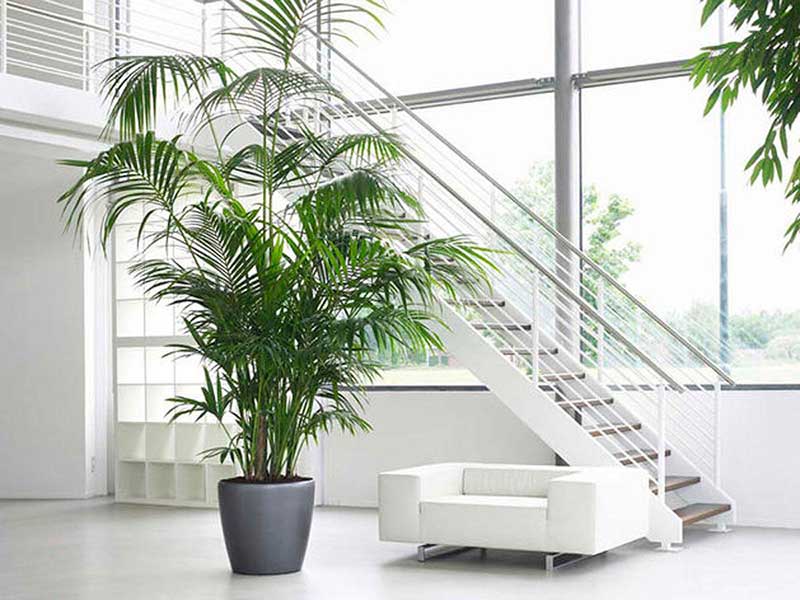 Крупные комнатные растения для домашнего и офисного интерьера