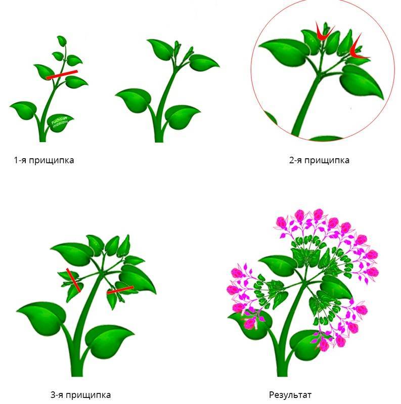 Как правильно прищипывать петунию для обильного цветения