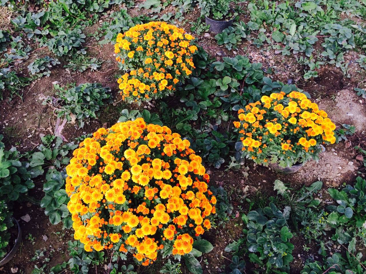 Хризантема мультифлора: посадка и уход, выращивание в открытом грунте
