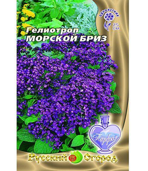 Цветок гелиотроп: описание, посадка и уход, фото - sadovnikam.ru