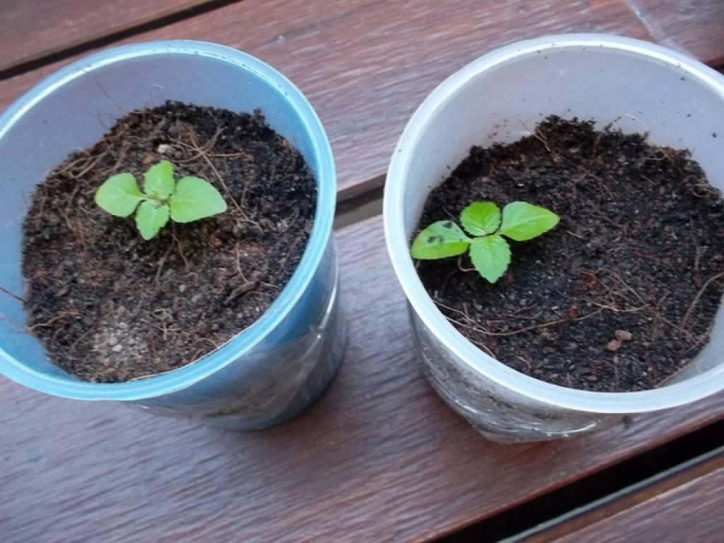 Выращивание гортензии из семян в домашних условиях: как выглядят семена, как собрать и посадить, уход, размножение, фото
