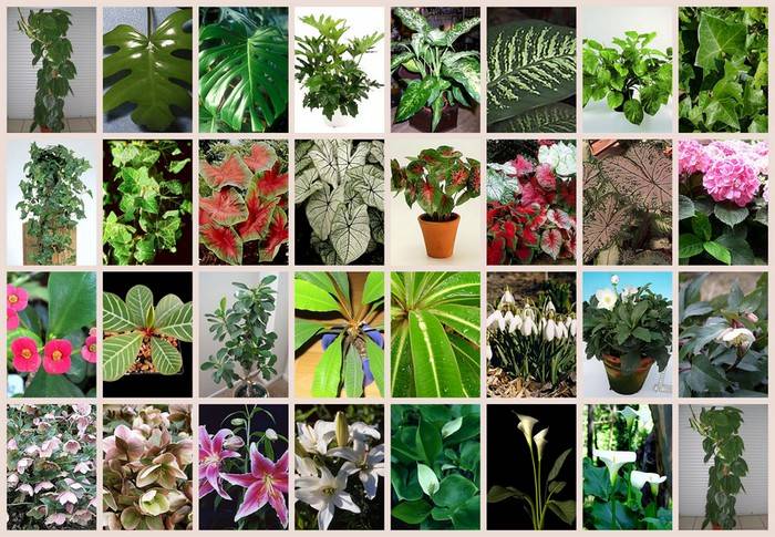 Домашние комнатные растения: как выбрать растения которые безопасны для животных и улучшат экологию дома + видео