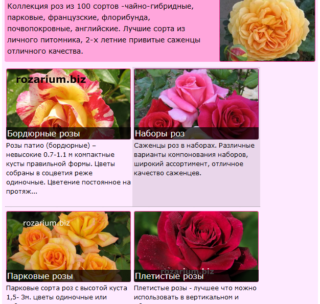 Чайно-гибридная роза «свитнесс» (sweetness): описание, посадка и уход, фото