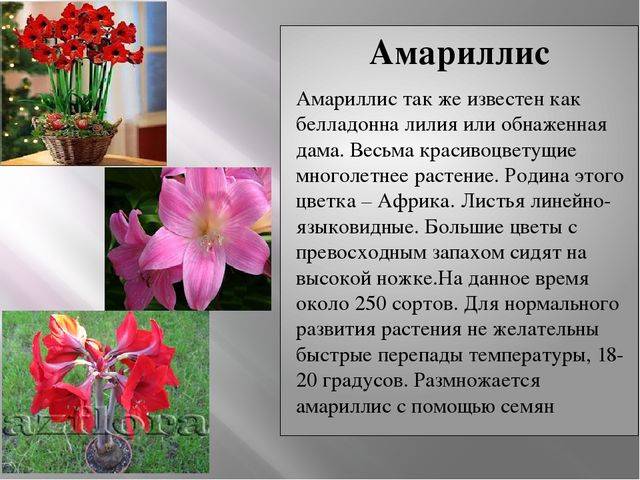 Амариллис: фото, уход в домашних условиях - pahistahis.ru