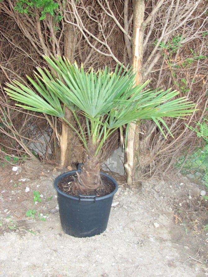 Пальма трахикарпус: выращивание и уход в домашних условиях, описание видов вагнер, форчуна и другие