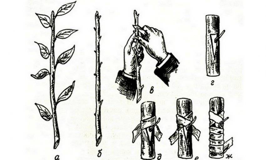 Лапчатка кустарниковая как декоративное растение средних широт