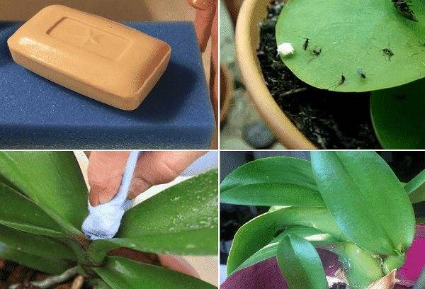 Что делать если завелись мошки в орхидеях, как от них избавиться